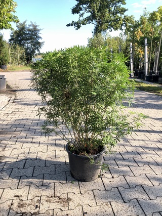 3x Mexicaanse oranjebloesem Choisya ‘White Dazzler’, Sierheester, ca.
