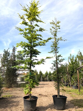 6x Beuk Fagus sylvatica, ca. 3-5 m hoog