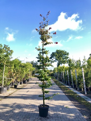 3x Perzisch ijzerhout Parrotia ‘Bella’, Zuilvorm, Rode herfstkleur, ca