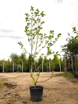 3x Beverboom Magnolia ‘Yellow River’, Meerstammig, Zachtgele bloei, ca