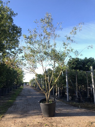 Schietwilg Salix alba, Meerstammig, Gele twijgen, ca. 300 cm hoog