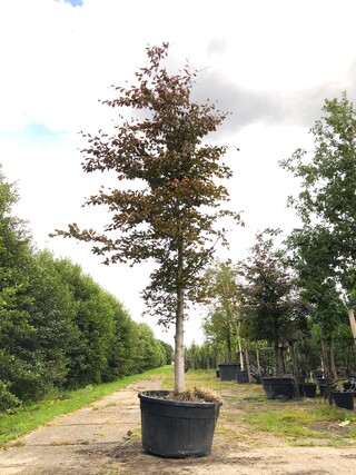 Rode beuk Fagus ‘Atropunicea’, Roodbladig, ca. 5 m hoog