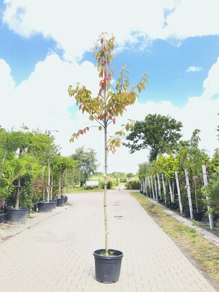 2x Japanse sierkers Prunus s. ‘Kanzan’, Bloesemboom, Dieproze bloei, c