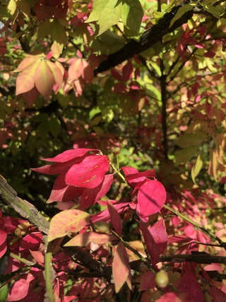 Kardinaalshoed Euonymus ‘Compactus’, Solitair, Rode herfstkleur, ca. 2