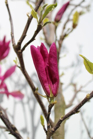 Magnolia Magnolia ‘Susan’, Meerstammig, Roze bloei, ca. 200 cm hoog