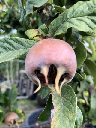 Mispel Mespilus germanica, Vruchtboom, Vruchtdragend, ca. 250 cm hoog