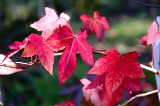 Amberboom Liquidambar styraciflua, Herfstverkleuring, ca. 4 m hoog