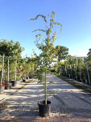 3x Japanse esdoorn Acer palmatum, Sierheester, Rode herfstkleur, ca. 2