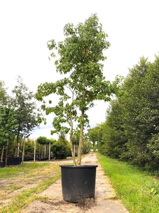 Amberboom Liquidambar styraciflua, Meerstammig, Herfstverkleuring, ca.