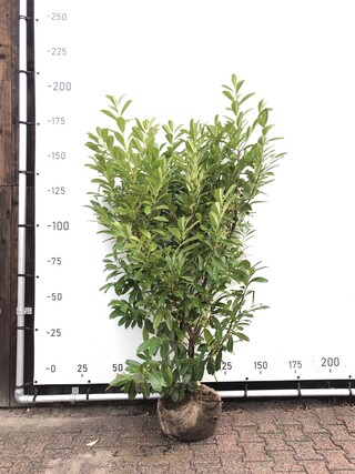 75x Laurierkers Prunus ‘Novita’, Haagplant, Wintergroen, ca. 50 m1 haa