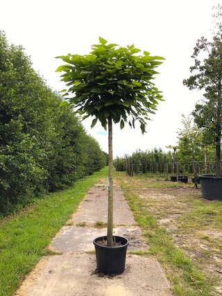 3x Trompetboom Catalpa ‘Nana’, Bolboom, ca. 220 cm stamhoogte