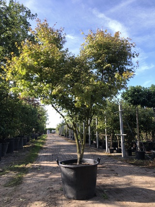 Japanse esdoorn Acer ‘Oridono-nishiki’, Meerstammig, Roze bladtinten,