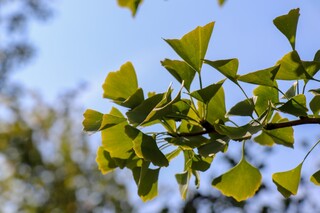 Japanse notenboom Ginkgo biloba, Gele herfstkleur, ca. 6 m hoog
