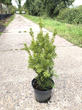 500x Venijnboom Taxus ‘Densiformis’, Haagplant, Wintergroen, ca. 100 m
