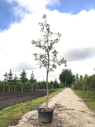 Appelboom Malus ‘Redlove’, Hoogstam, Rode appel, ca. 4 m hoog