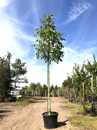 2x Walnotenboom Juglans ‘Chandler’, Vruchtboom, Vruchtdragend, ca. 3 m