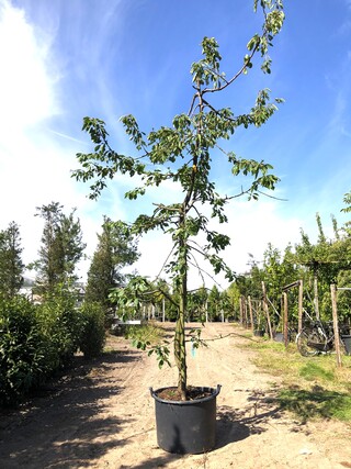 4x Kersenboom Prunus ‘Kordia’, Fruitgaardboom, Vruchtdragend, ca. 3 m