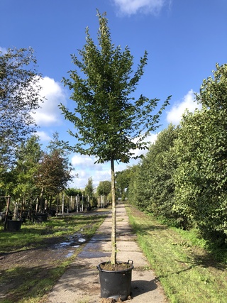 Haagbeuk Carpinus betulus, ca. 4 m hoog