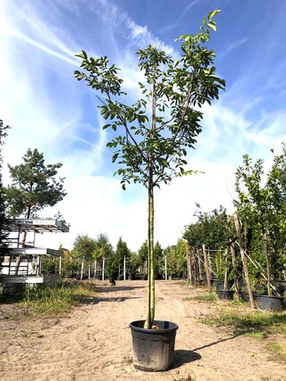 2x Walnotenboom Juglans ‘Chandler’, Vruchtboom, Vruchtdragend, ca. 3 m