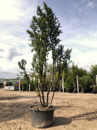 2x Venijnboom Taxus ‘Hicksii’, Meerstammig, Wintergroen, ca. 250 cm ho