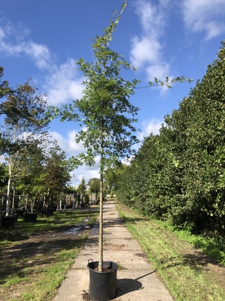 4x Moeraseik Quercus palustris, ca. 4 m hoog