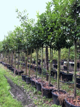 25x Laurierkers Prunus ‘Novita’, Leigeschikt, Wintergroen, ca. 3 m hoo