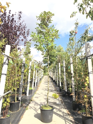 2x Hongaarse sering Syringa josikaea, Bloesemboom, Roze bloei, ca. 3 m