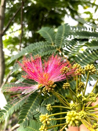 Perzische slaapboom Albizia ‘Rouge de tuiliere’, Bloesemboom, Roodroze