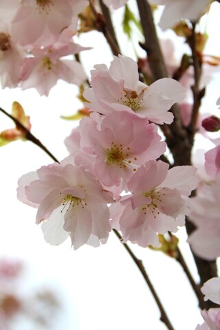 Japanse sierkers Prunus ‘Amanogawa’, Bloesemboom, Roze bloei, ca. 4 m