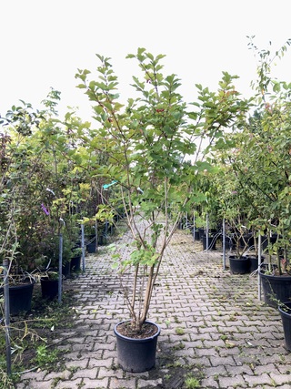 3x Gelderse roos Viburnum opulus, Sierheester, Rode bessen, ca. 175 cm