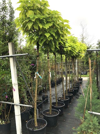 8x Trompetboom Catalpa ‘Nana’, Bolboom, ca. 200 cm stamhoogte