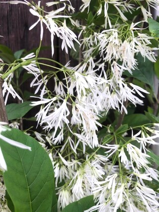 Sneeuwvlokkenboom Chionanthus virginicus, Sierheester, Witte bloei, ca
