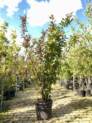 Sneeuwbal Viburnum ‘Dawn’, Meerstammig, ca. 200 cm hoog