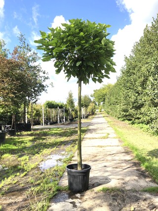 2x Trompetboom Catalpa ‘Nana’, Bolboom, ca. 180 cm stamhoogte