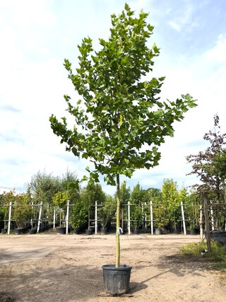 Plataan Platanus hispanica, ca. 5 m hoog