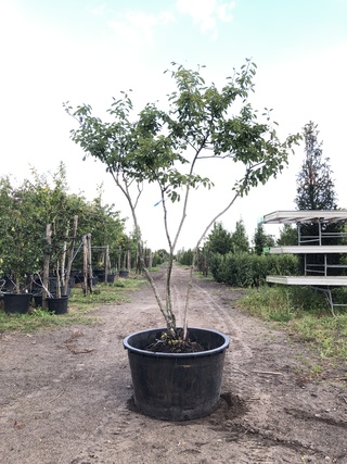 4x Krentenboompje Amelanchier lamarckii, Meerstammig, Witte bloesem, c