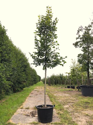 2x Winterlinde Tilia cordata, ca. 4 m hoog