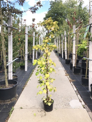 3x Klimhortensia Hydrangea anomala petiolaris, Klimplant, Witte bloei,