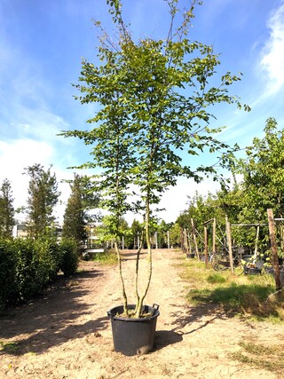 2x Haagbeuk Carpinus betulus, Meerstammig, ca. 4 m hoog