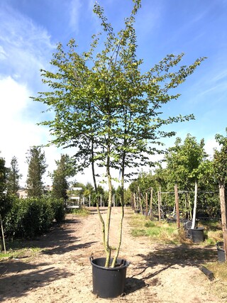2x Haagbeuk Carpinus betulus, Meerstammig, ca. 4 m hoog