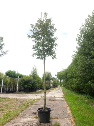 Portugese laurier Prunus lusitanica, Wintergroen, ca. 3 m hoog
