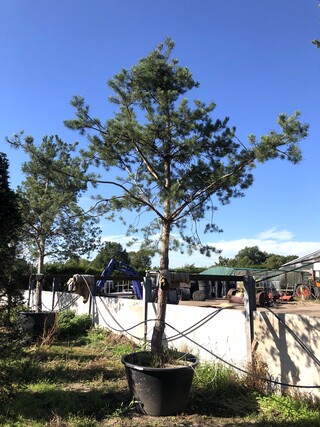 Grove den Pinus sylvestris, Naaldboom, Wintergroen, ca. 6 m hoog