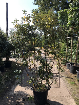 2x Olijfwilg, Elaeagnus Ebbingei, Haagelement, wintergroen, ca. 200 cm
