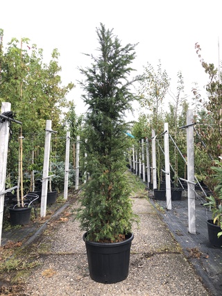 2x Venijnboom Taxus baccata, Haagplant, Wintergroen, ca. 225 cm hoog
