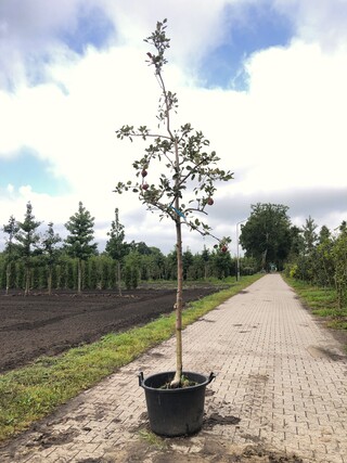 2x Appelboom Malus ‘Redlove’, Hoogstam, Rode appel, ca. 3 m hoog