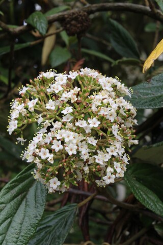 Sneeuwbal Viburnum ‘Pragense’, Meerstammig, Wintergroen, ca. 250 cm