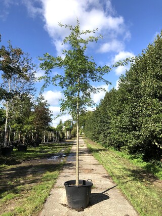 4x Moeraseik Quercus palustris, ca. 4 m hoog