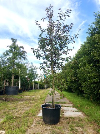 4x Sierappel Malus ‘Royalty’, Bloesemboom, Dieprode sierappels, ca. 3
