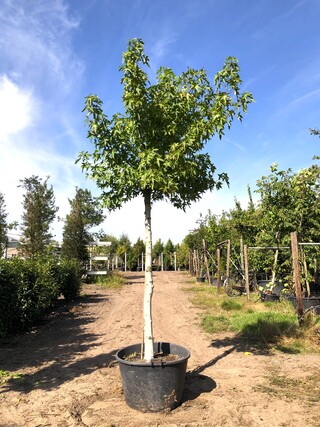 Amberboom Liquidambar ‘Worplesdon’, Dakboom, Herfstverkleuring, ca. 3