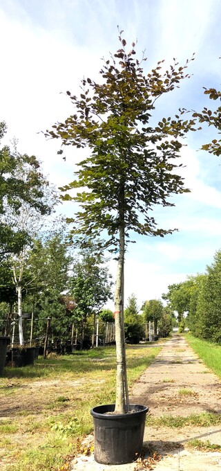 Rode beuk Fagus ‘Atropunicea’, Roodbladig, ca. 4 m hoog